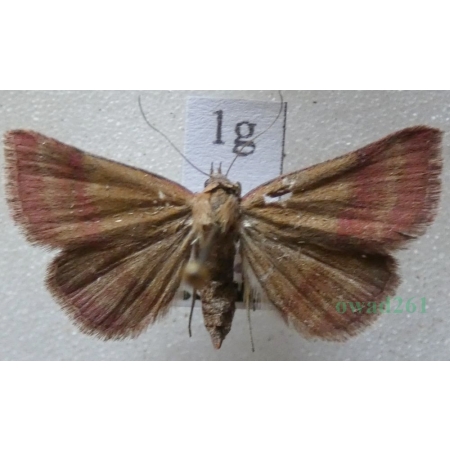 Phytometra viridaria (Clerck, 1759) Pomiarka oliwinka Slovakia1g
